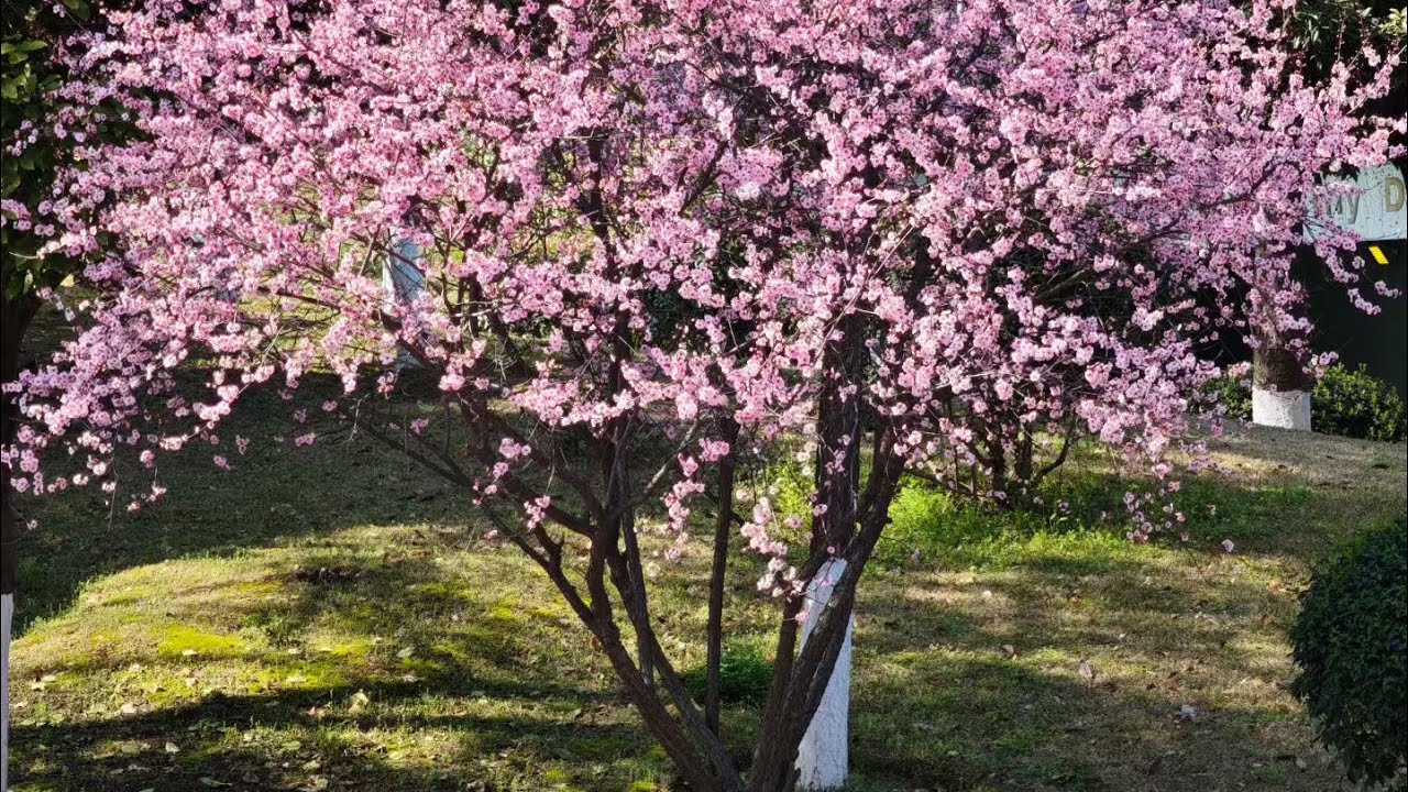 First Vlog in China 🇨🇳 i Found a Hidden Paradise in China 🌸🌿