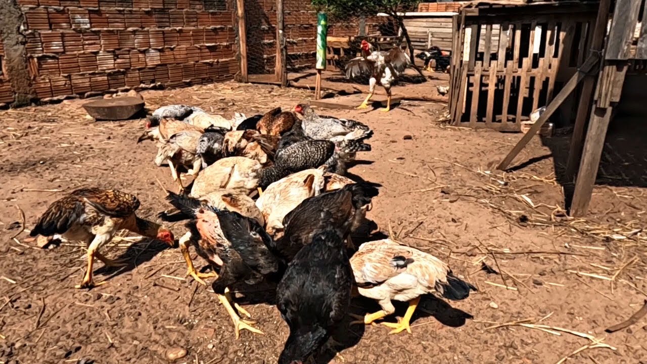 Quanto Vale Uma Franga Caipira? Preço Real da Venda (R$40 ou R$50?)