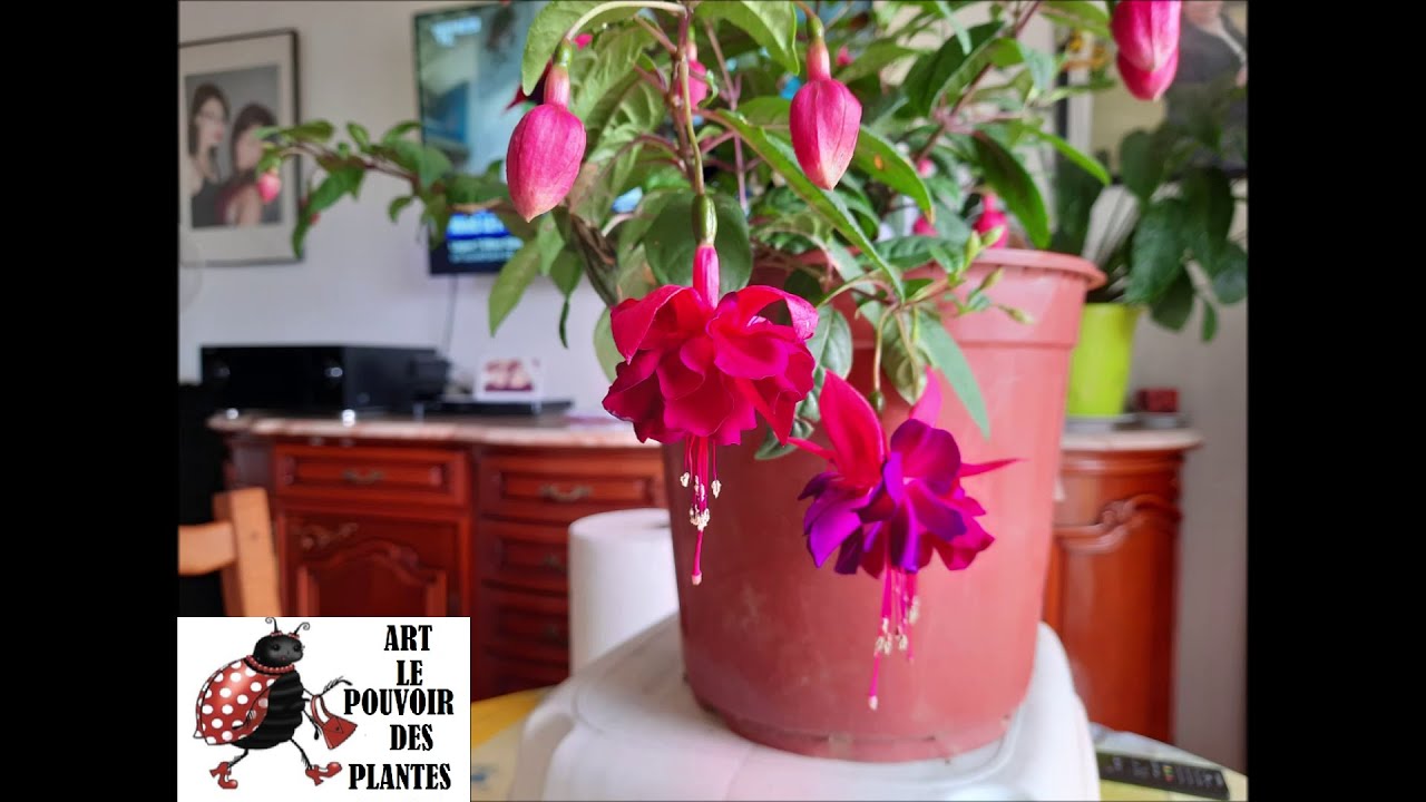 Jardinage d'intérieur: Bouture de fuchsia: Vivace non rustique