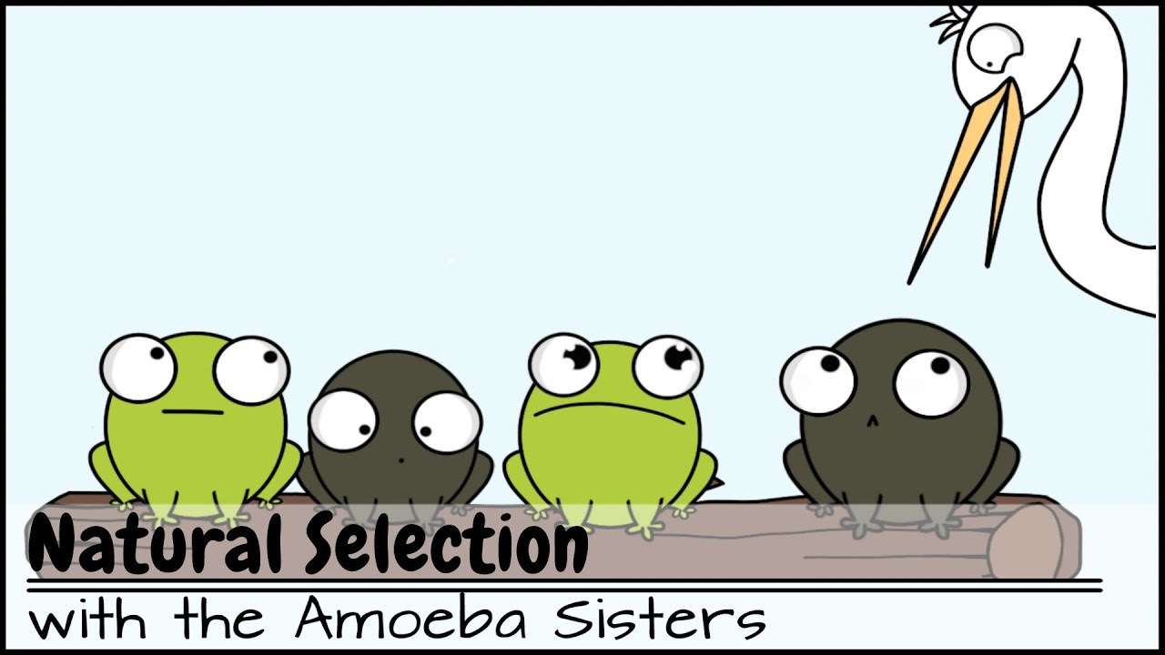 Natural Selection