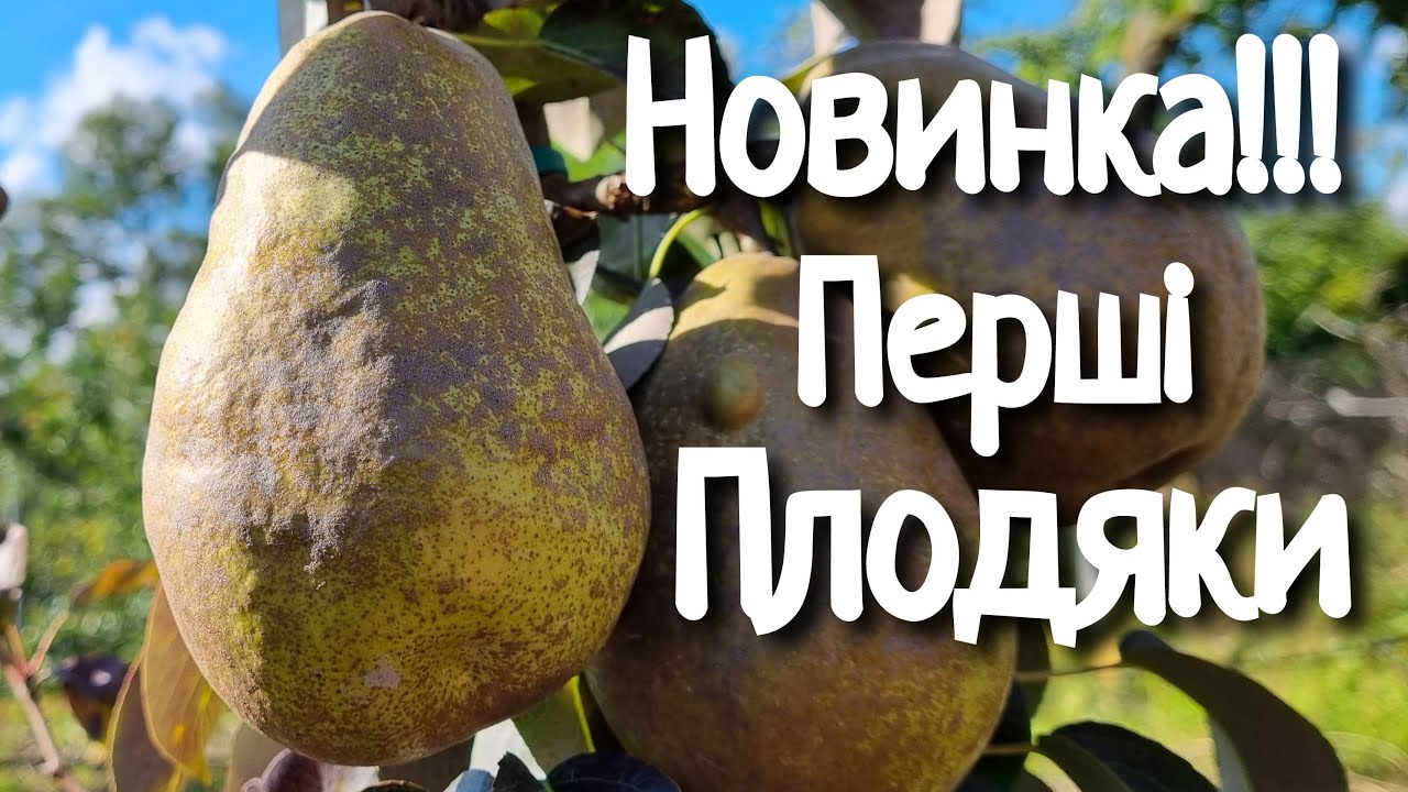 Груша Говерла