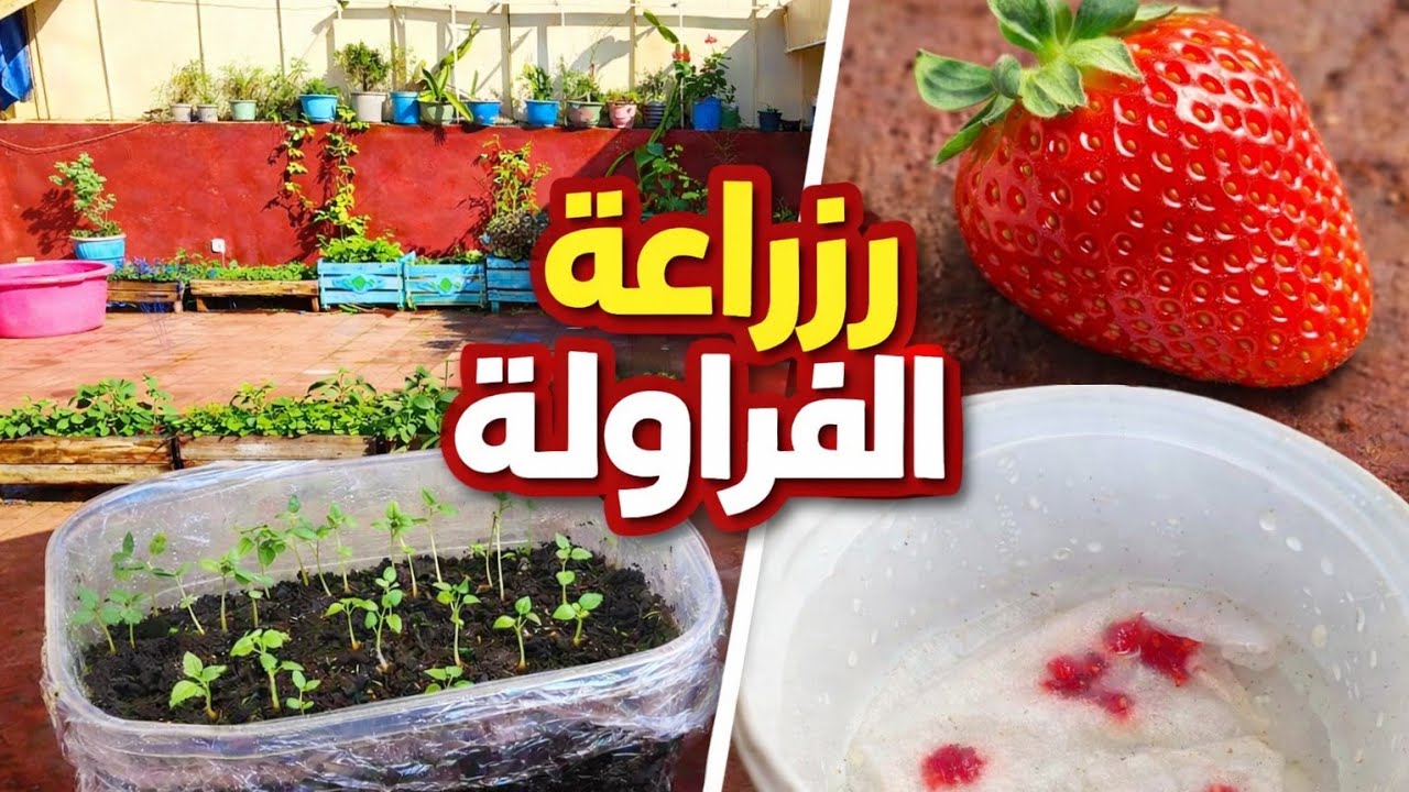 زراعة الفراولة من البذور في المنزل خطوة بخطوة 🍓 |   Cultiver des fraises à la maison étape par étape