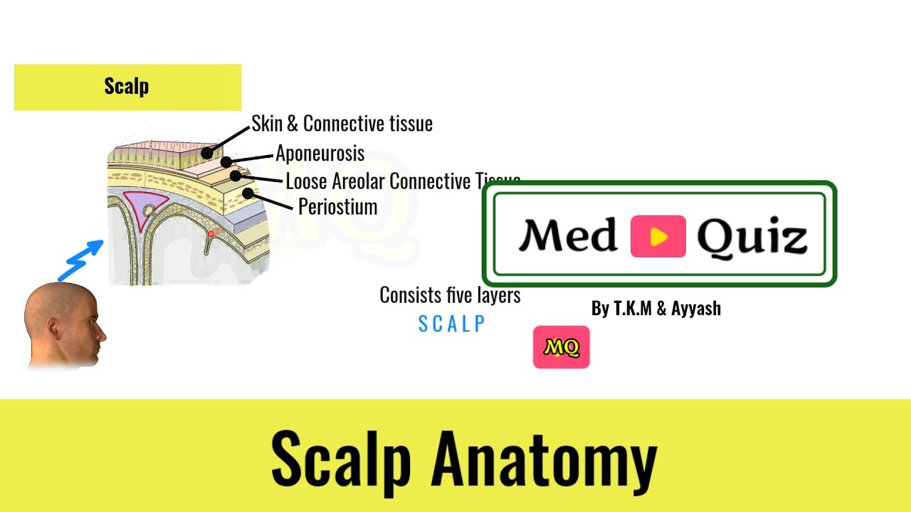 Scalp anatomy/scalp blood supply/Anatomy Quiz/medical questions and answers/Mbbs quiz/Med Quiz