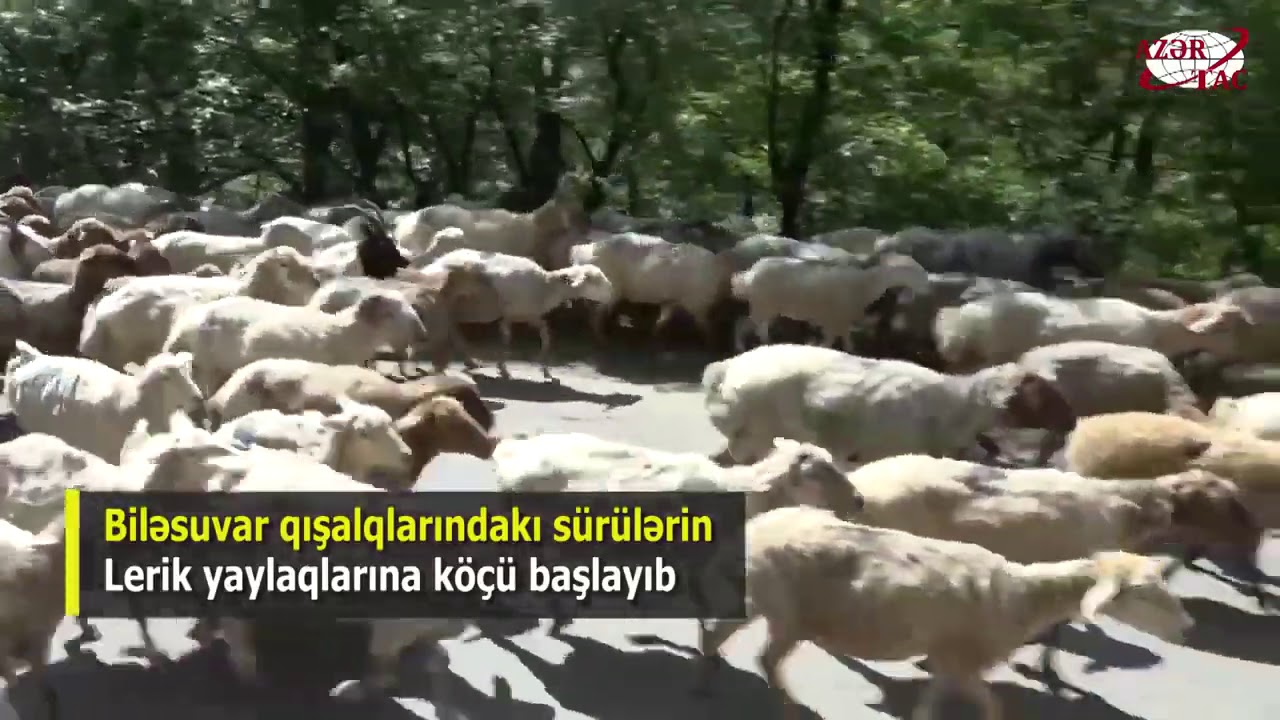 Pirsora.qoyun cinsi