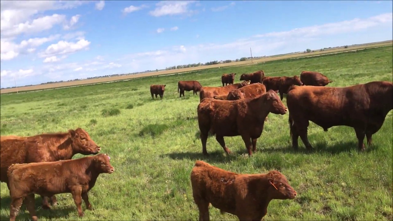 Checking cows and fence