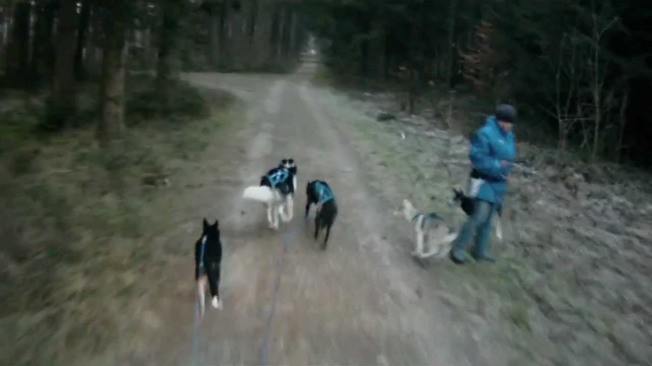 www.swisshusky.ch Husky Team 01