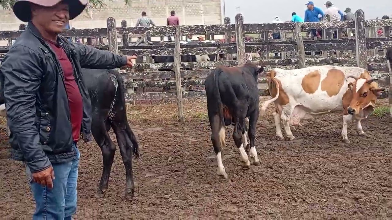 Feira de gado e ração de são João pe 09/02/2026
