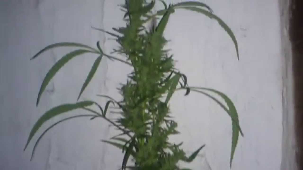 Outdoor marijuana - harvest