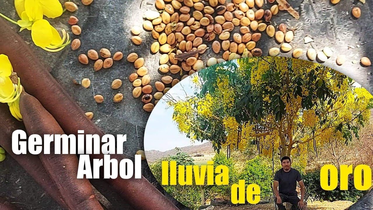 Germinar semillas árbol lluvia de oro PARTE 1