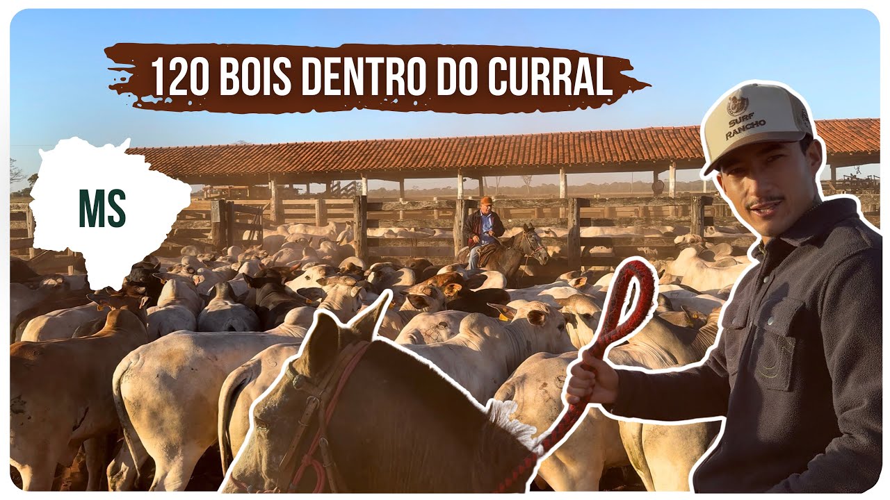 UM DIA NA FAZENDA - EMBARQUE DO GADO 