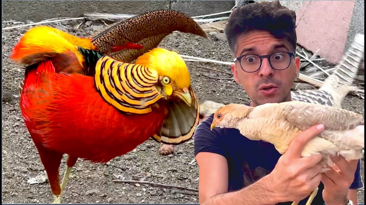 Golden Pheasant - Vi Mostro Il Mio Bellissimo Fagiano Dorato