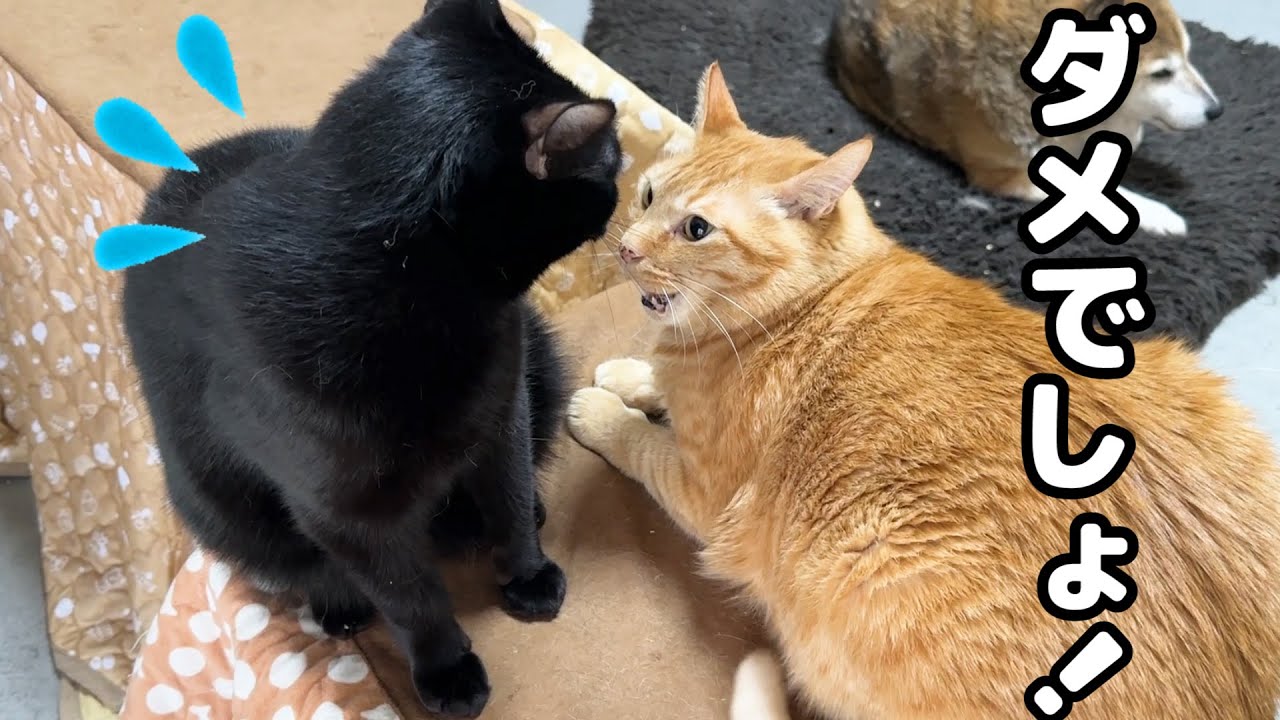 大好きな兄猫にしつこくしてしまい、文句を言われて反省する黒猫くん