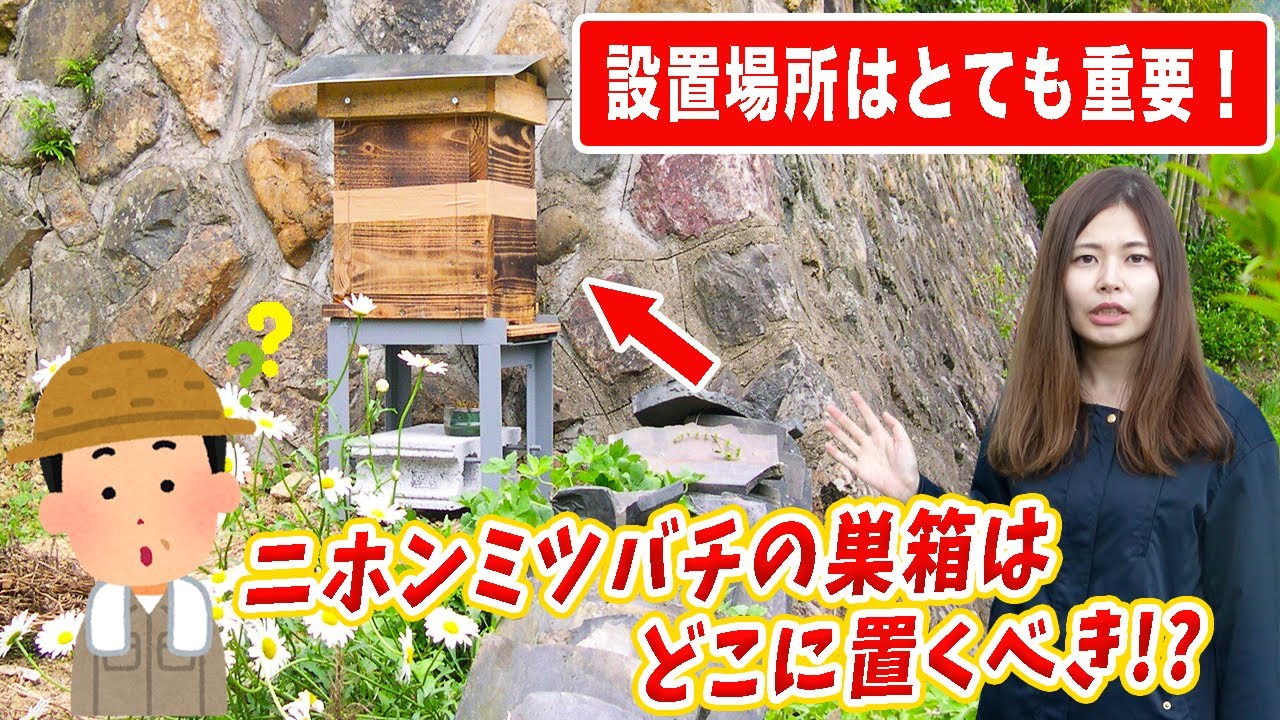 ニホンミツバチの巣箱を置くのにオススメの場所紹介！