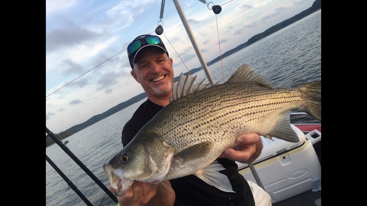 How To Catch Wipers (Hybrid Stripers) with the Wiper Sniper