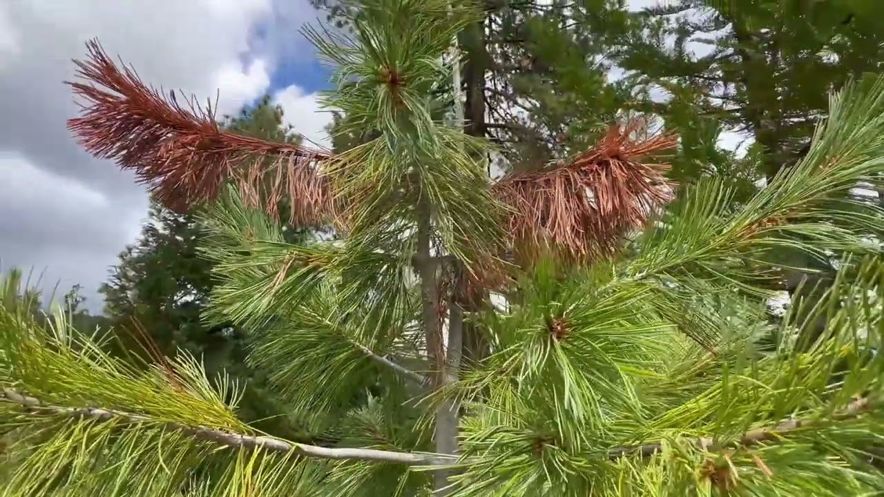 White pine blister rust attacking western white pine.....