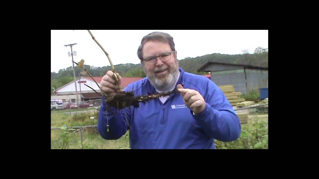 Japanese Knotweed