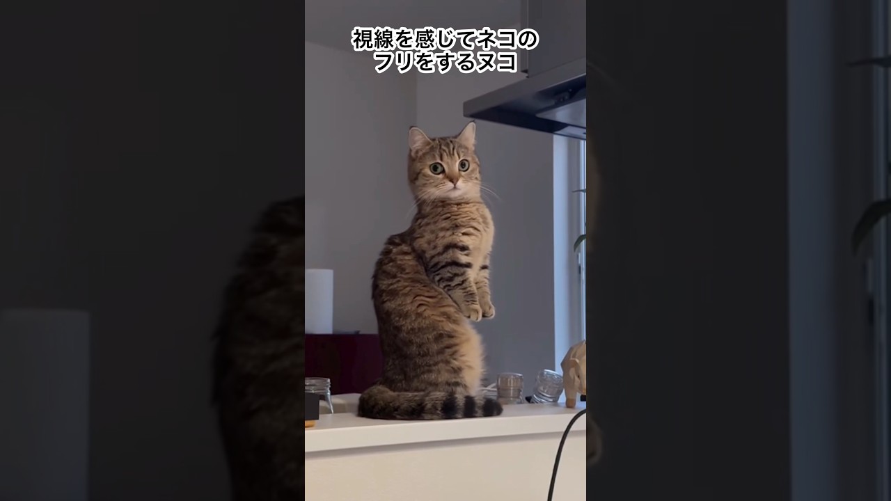 なんでこっち見たん？w 