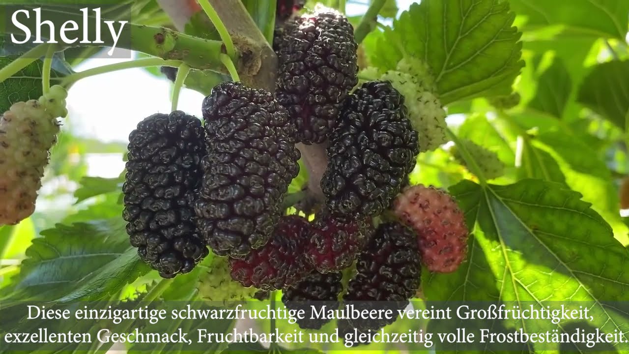 Neue großfrüchtige Maulbeere Shelly
