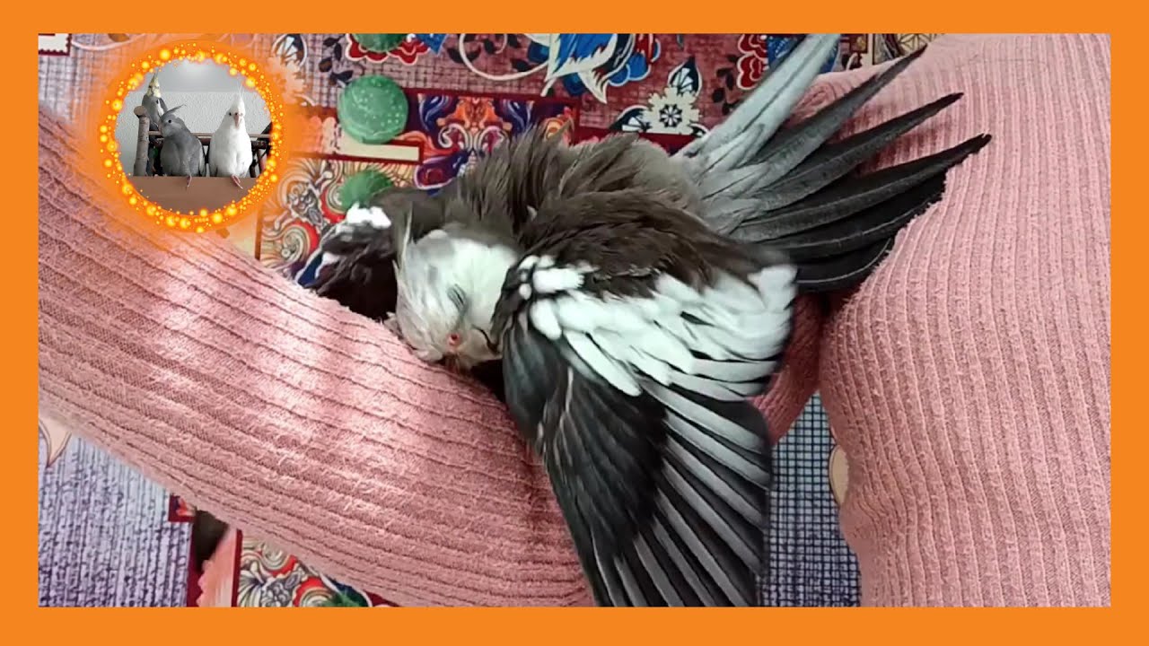 🤪 Such a crazy bird - Cockatiel Kiko