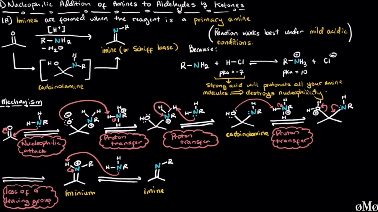 Imines and Enamines | Formation and Hydrolysis | Organic Chemistry