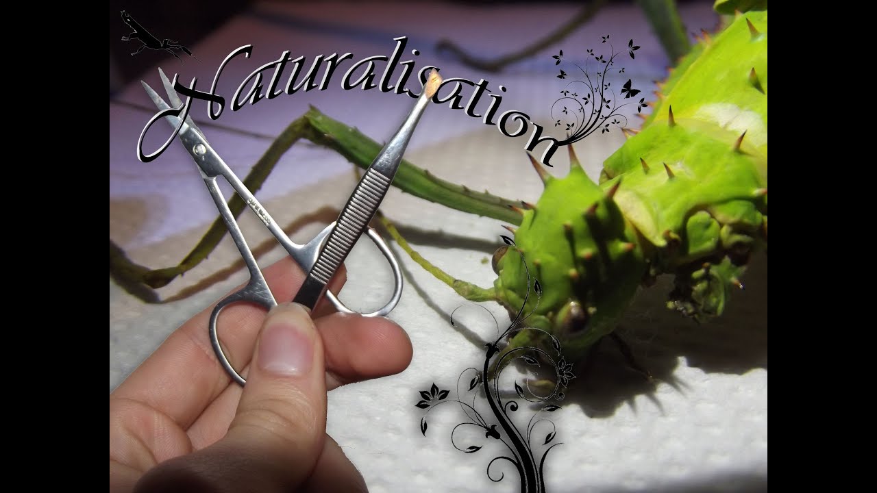 Naturalisation Heteropterix dilatata (phasme dilaté)