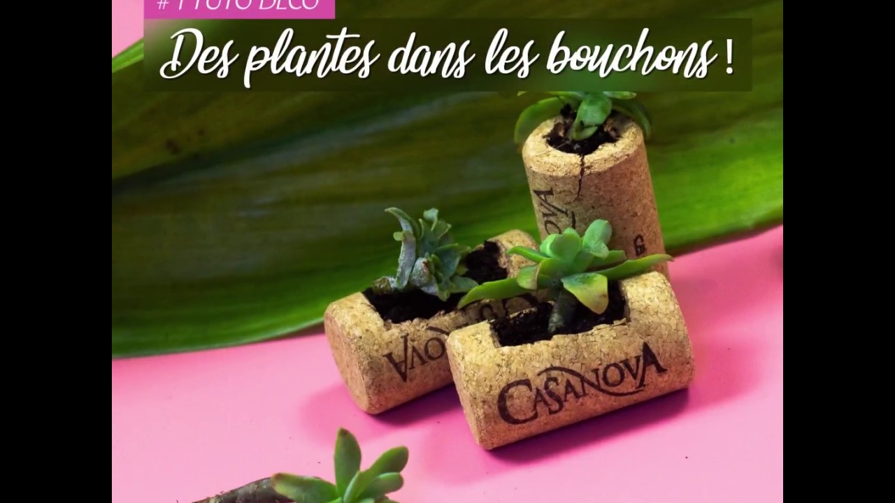 #DIYCasanova 1 :  Des plantes dans des bouchons en liège - Vin Csanova