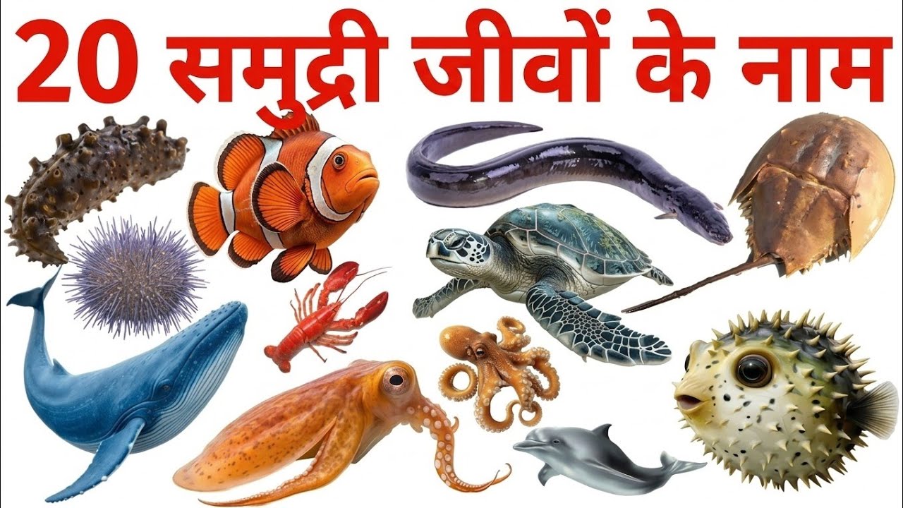 20 समुद्री जानवर के नाम| Learn 20 Sea Animals Names for Kids with Pictures and Sound 