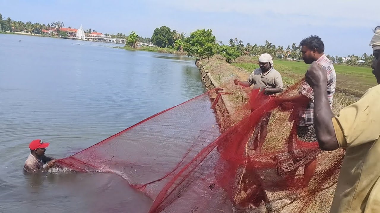 കാരികളുടെ മടയിൽ കയറി വരാലിനെ മുഴുവൻ പിടിച്ചു😱🐬nadanfishing|keralafishing|traditionalfishing|village|