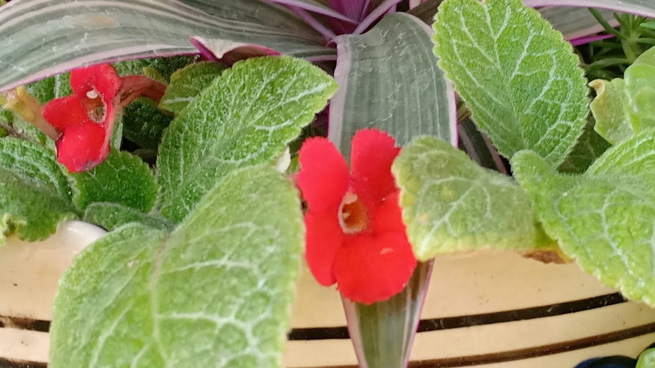 How to grow Episcia or Flame violet || Meu Jardim