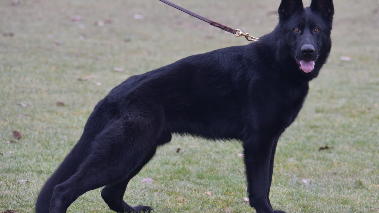 Elite Protection Dogs: Family and Personal Protection Dog-SHERIFF