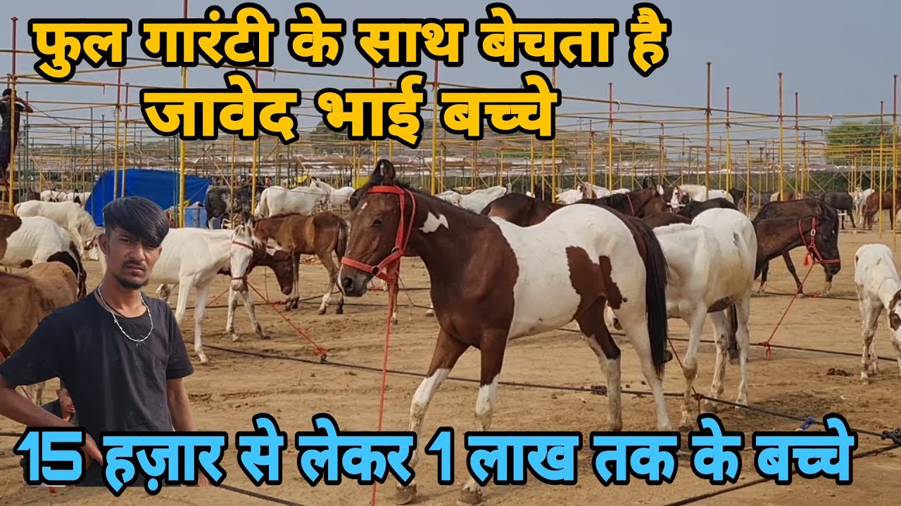 फिर से आया जावेद भाई छोटे-छोटे 26 बच्चे लेकर सारंगखेड़ा में