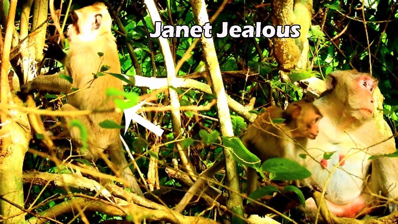 Monster monkey Janet Jealous break heart ! Janna did sweet act with mom Jane make Jane break heart