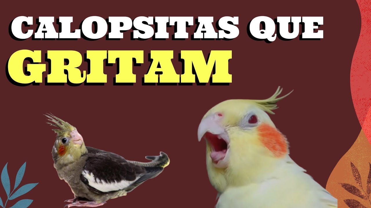 MINHA CALOPSITA GRITA MUITO! COMO RESOLVER?