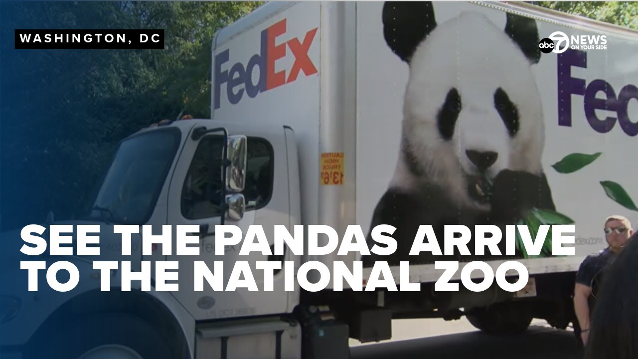 PANDA WATCH: DC's newest pandas arrive to the Smithsonian National Zoo