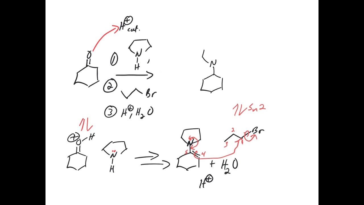Enamine Synthesis and Alkylation