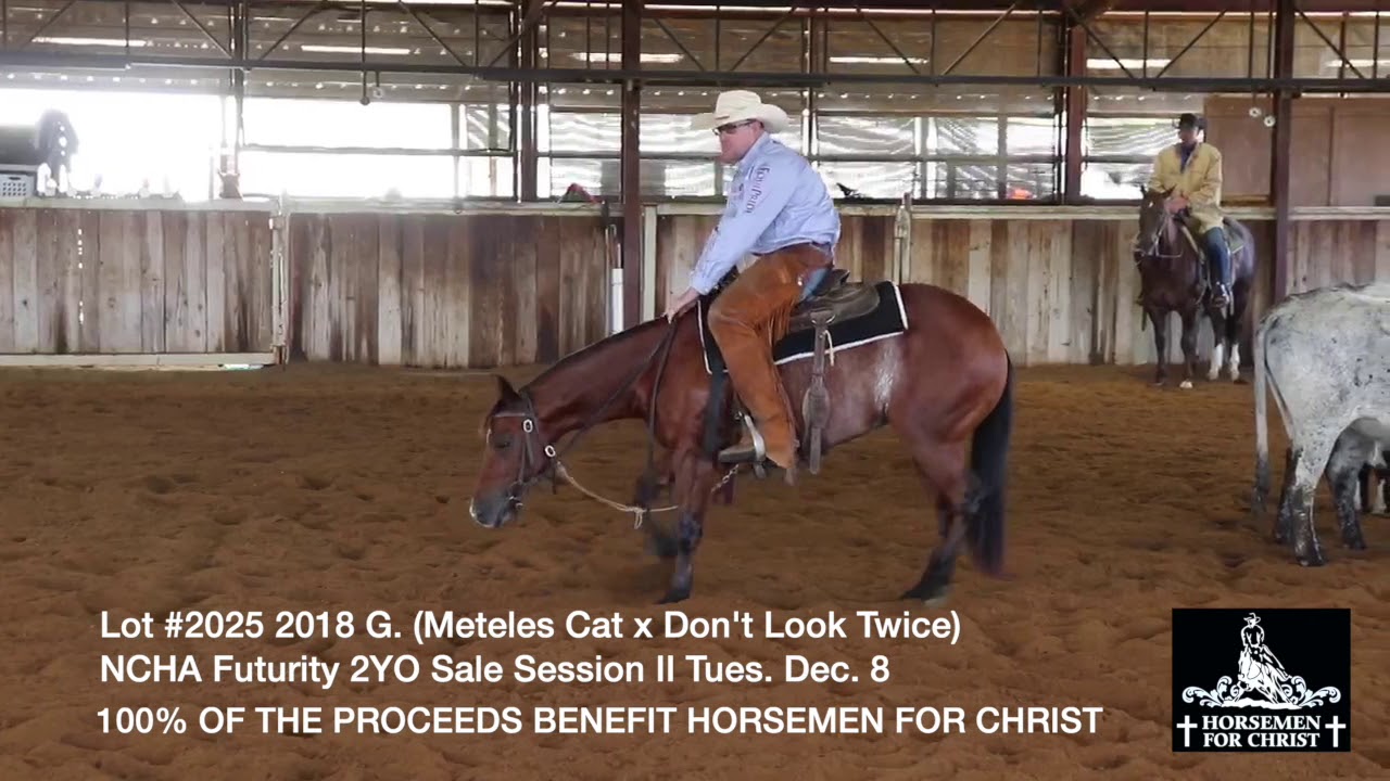 Dont Look For Trouble Lot #2025 Western Bloodstock NCHA Futurity Sale 2020
