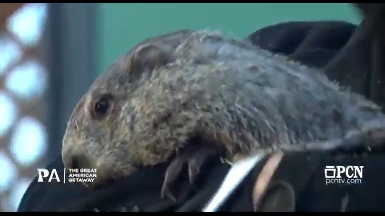 Groundhog Day 2026: Will Punxsutawney Phil see his shadow?