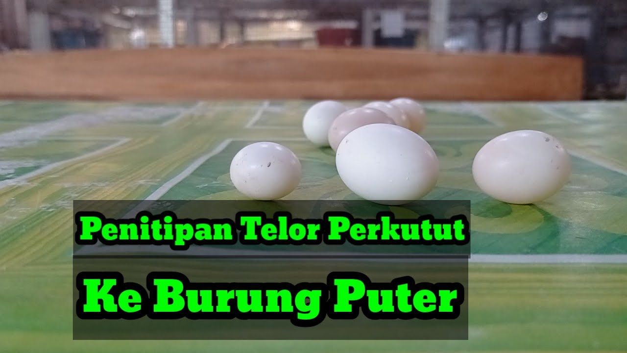 #10#Memindah Telor Perkutut Supaya Di Erami Puter.. Apakah Bisa Selamat Anakkan Perkututnya..??
