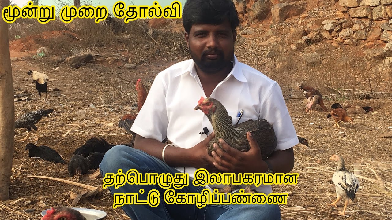 வெற்றிகரமான நாட்டுக்கோழி வளர்ப்பு மூன்று முறை தோல்விக்கு பிறகு.