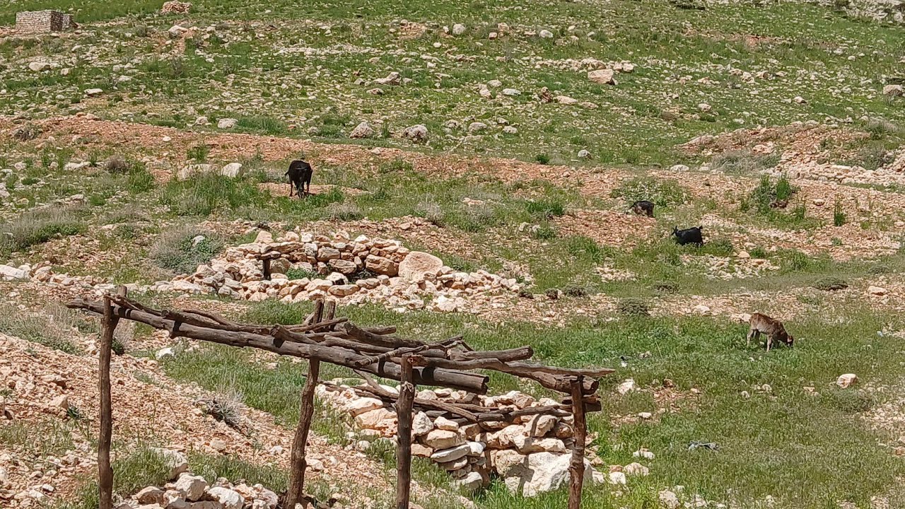 Nomadic life, moving to the cold region🥶🏔🐄🐑