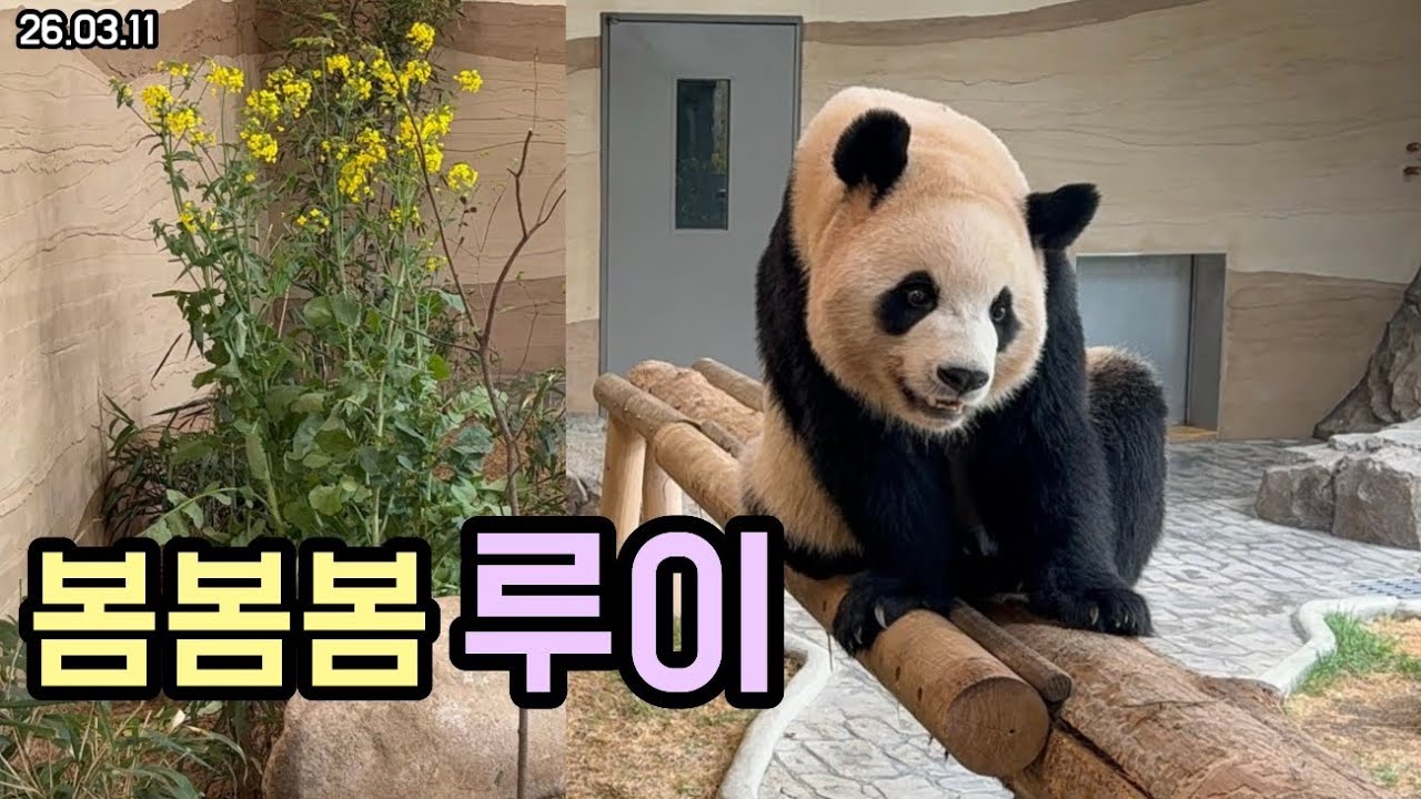 26.03.11 유채보다 밝고 이쁜 루이와 팬미팅 장인 툥후이💜🩷