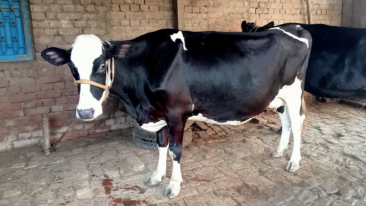 बिहार का पशु मंडी।मानसी मंडी 25 लीटर दूध वाली गाय 🐄 भैंस