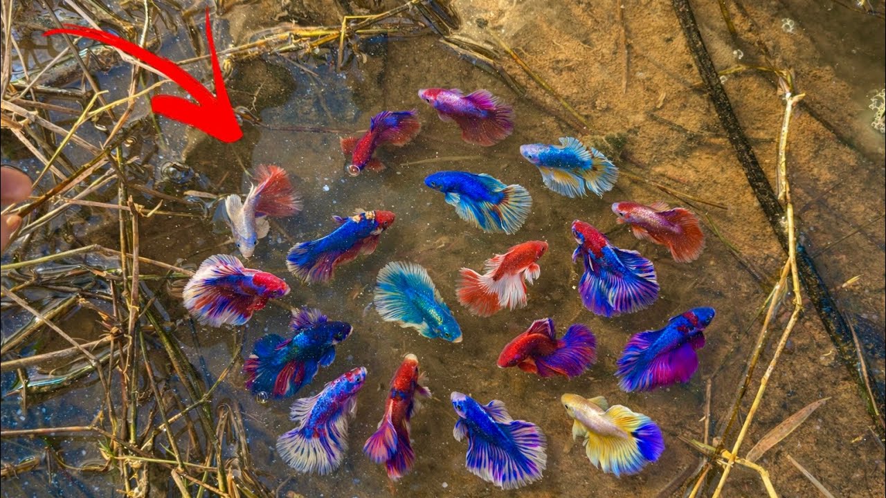 Wild Betta Catching – Exploring Nature to Find Beautiful Betta Fish 