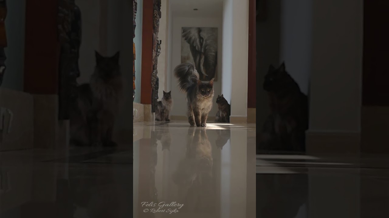 Grand Entrance