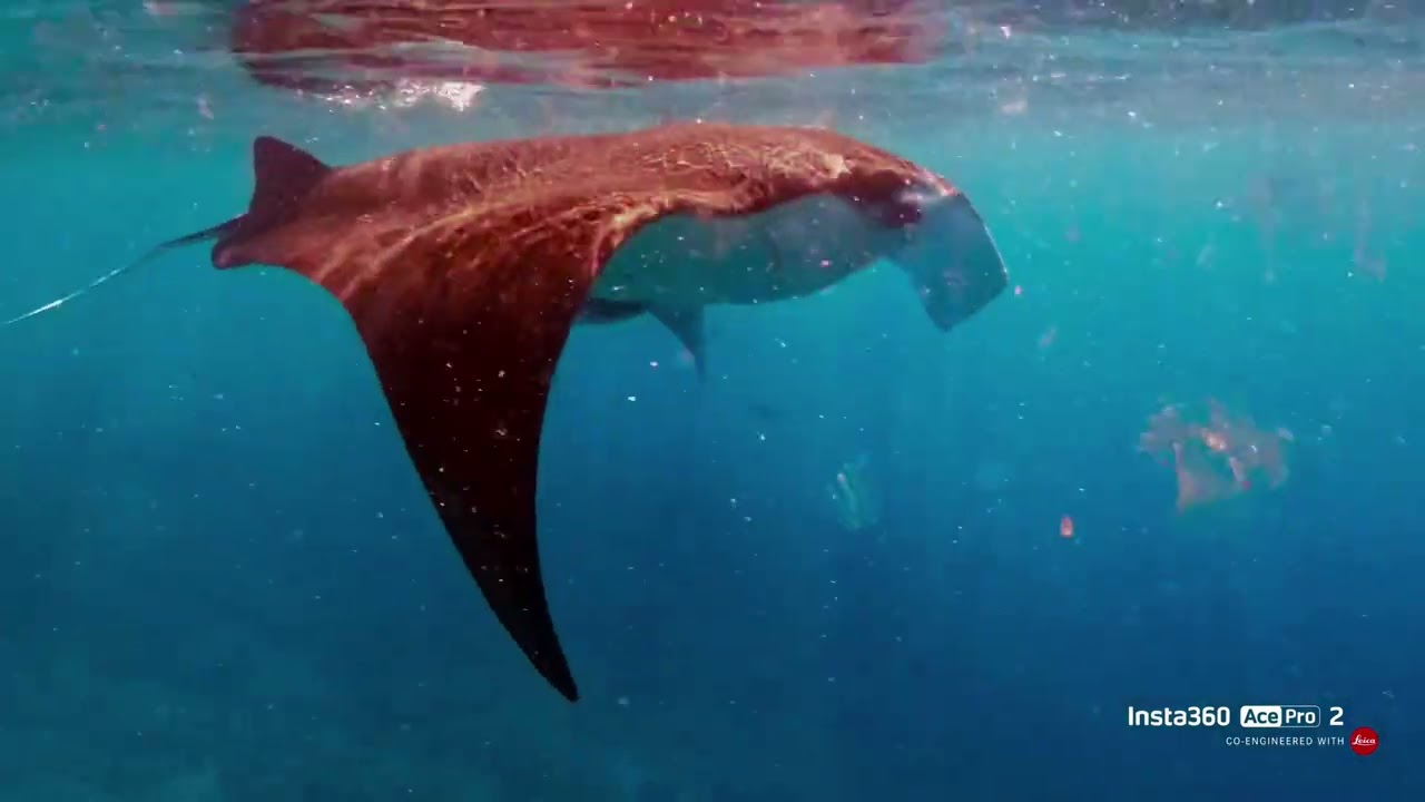 Ishigaki Manta Tour 2026.02.14