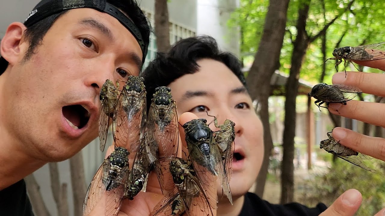매미 처음 먹는 일반인의 반응은? (※이쯤 되면 맛있음 확정, 위고비 아님)
