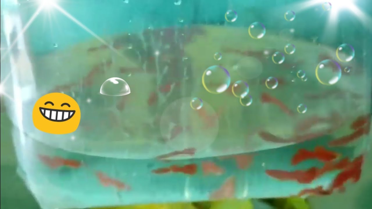 Albino Guppy/Guppies - Unboxing 70+ pcs (Blue Topaz and Full red)