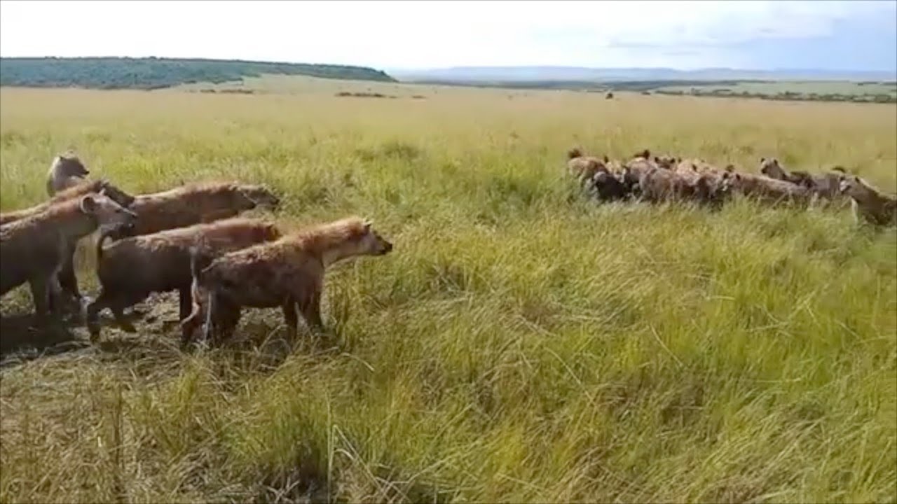 When a hyena clan meets another hyena clan