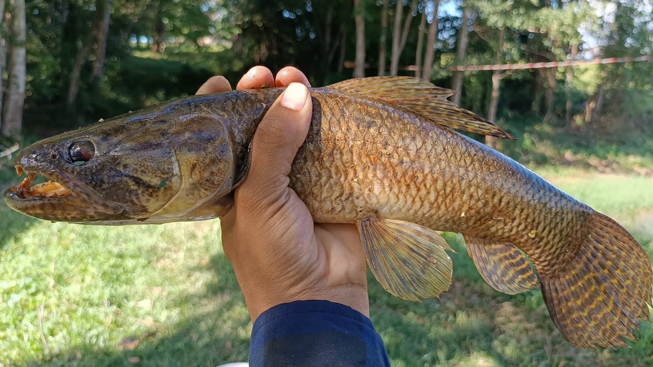 T&Eacute;CNICA INFAL&Iacute;VEL PARA PESCA DE TRA&Iacute;RA!!!