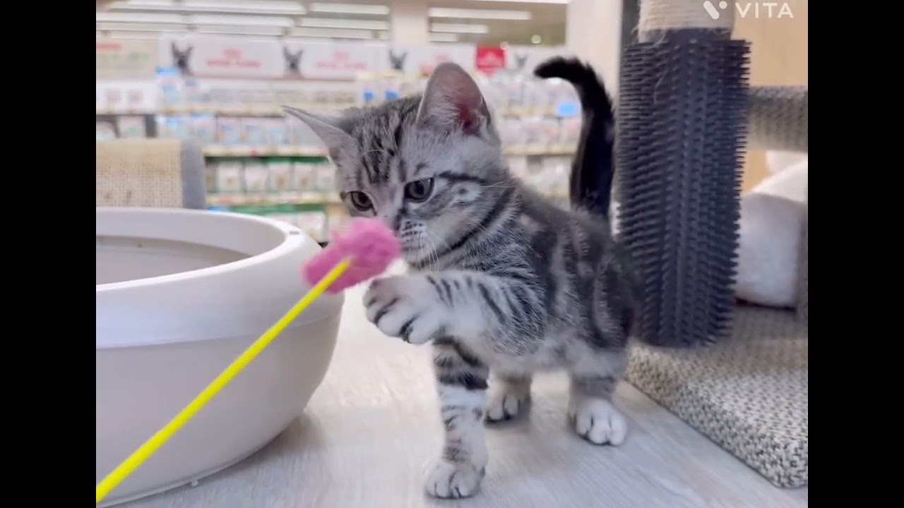 【マルワン横浜 港北NT店】とっても甘えん坊アメショくんが新しく仲間入り♪